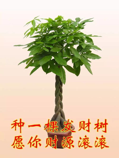 办公室养什么绿植盆栽好,建议：办公室必备！这些绿植盆栽让你的工作环境焕然一新