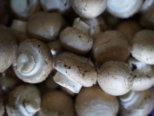菌包能长多少次蘑菇,蘑菇包多久出一次蘑菇