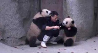 熊猫也有套路,耍赖不吃药居然还叫来帮手 可把饲养员折腾的不轻 