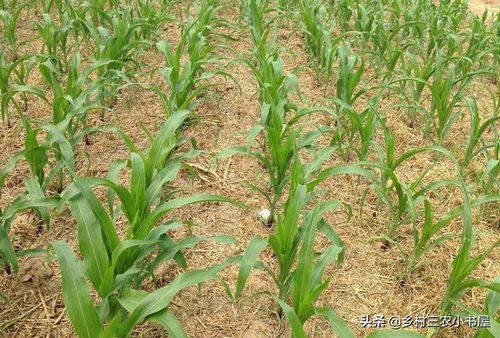 杂粮及经济作物田除草剂的安全使用技术,高粱田除草剂的使用技术