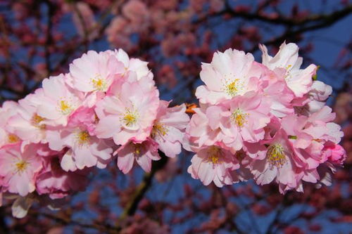 3月底,4大星座桃花朵朵开,天降大喜,爱情不再徘徊 白羊座 狮子座 双鱼座 射手座 脱单 网易订阅 