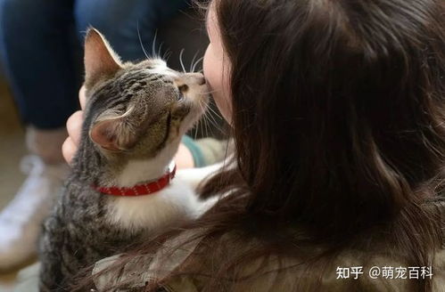 猫咪这些行为,是 保护 主人的意思,别误会了 