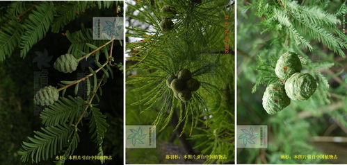 池杉与落羽杉区别,池杉与落叶杉的鉴别方法