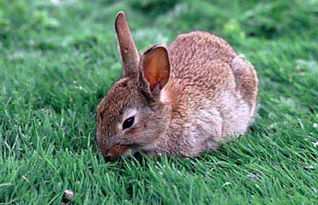 商品兔杂交野兔多少钱一只