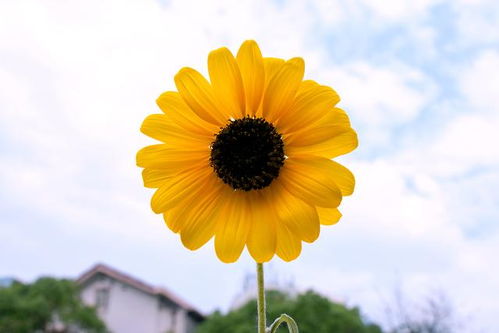 花卉拍摄注意这几点 让你拍出更漂亮的花卉照 花卉拍摄怎样用光效