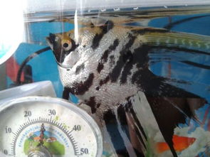 燕鱼适合水温多少度生存的好 