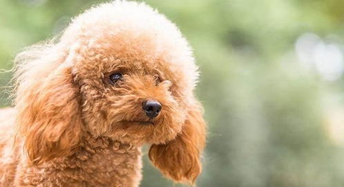 宠物智商排名第二的犬种,贵宾犬,国内称之为泰迪狗