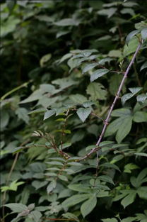 植物图鉴 红泡刺藤 