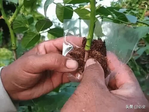 树木移植为什么用生根液,生根剂可以长期使用吗