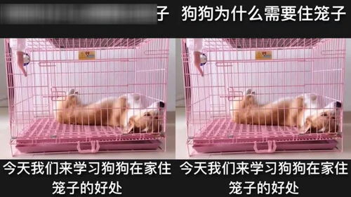 狗狗在家为什么需要住笼子 