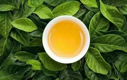 白露茶属于什么茶,白露茶白露茶是什么茶？