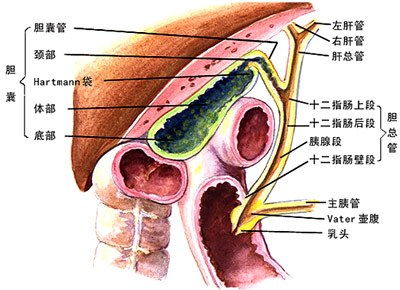 胆是什么意思,胆念什么，是什么意思-第2张图片