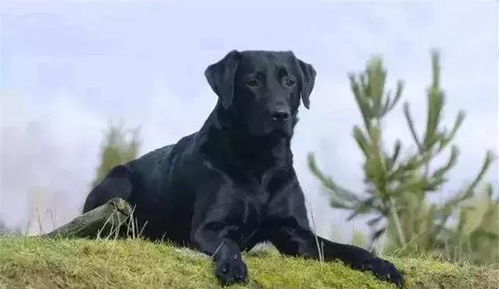 主人养黑狗的五个理由,最庆幸的事情,就是养了条忠诚的黑犬