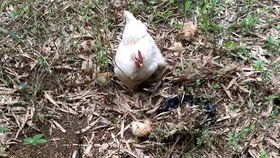 惊喜,一回家就看到我妈妈养的小鸡仔,才从蛋壳里钻出来第四天