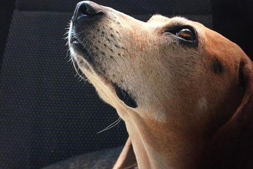 十种治愈人心的狗狗,只有心怀阳光,才能成为治疗犬治愈他人