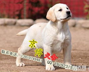 纯种拉布拉多 北京拉布拉多价格 今日低价出售拉布拉多幼犬