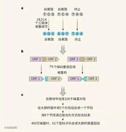 迄今最大合成基因组诞生 非全部密码子构建的