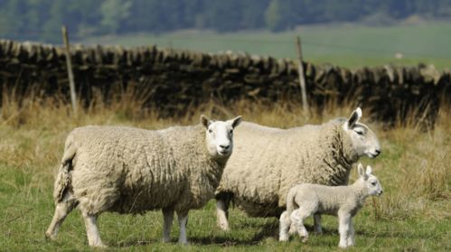 2023年1967年生的羊的运势,2023年1963年出生的农村朋友可以领养老金了，符合的快来了解一下