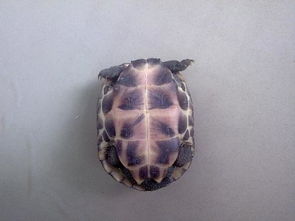 中华花龟能长多大？