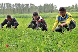 中草药种植成新疆农民增收新途径