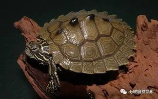 17种常见龟类 水质要求 总结 