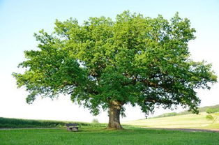 树像什么写一句话,大树什么像什么用abab式填空？