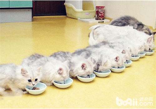 小猫多大可以吃成猫猫粮了 