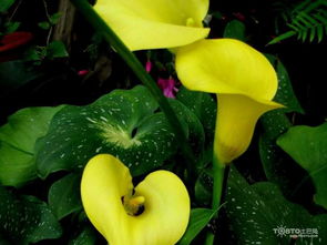 马蹄莲的花语友谊,马蹄莲的的花语和寓意,象征了什么