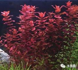 Alternanthera reineckii mini no co2 vs ar mini,Introduction