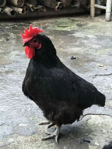稀奇 永春桂洋一农户家惊现一只 怪鸡 虽有很大的鸡冠却还会下蛋 ...速来围观
