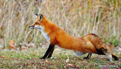关于狐狸的民间传说