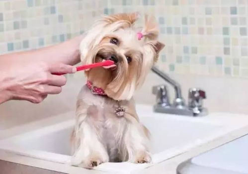 狗狗口臭,刷牙也解决不了 那可能是这些疾病的征兆