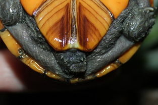 果核泥龟的生活习性 