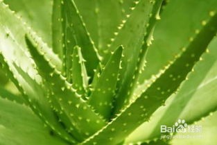 什么绿植吸收甲醛味道,什么植物吸甲醛