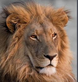 狮子特征,狮子的外貌特征