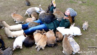 一座被兔子霸占的小岛,只要上岸,就会被热情的兔群包围