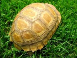 缅甸陆龟会拉尿吗？