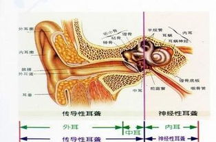 病毒性迷路炎症状和冶疗