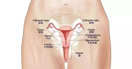 月经不调 颜色发黑是因为它,20 女性定要重视 