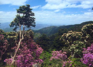 河南老君山的介绍