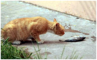 橘猫嘴馋想吃鱼,主人赏它一条河豚,它表面淡定,实则慌得一批