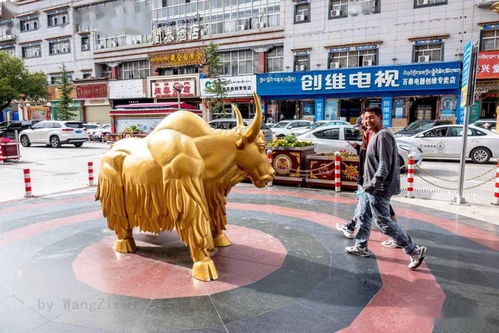 拉萨街头 路边 金牛 全身都是宝,又名猪声牛 马尾牛 西藏牛
