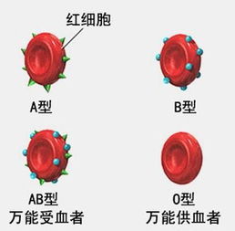 孟 参苓白术丸 6克 10袋 健脾益气 体倦乏力 食少便溏 药品健脾 益气 先声再康大药房 中西药品, 保健养生 优药网 