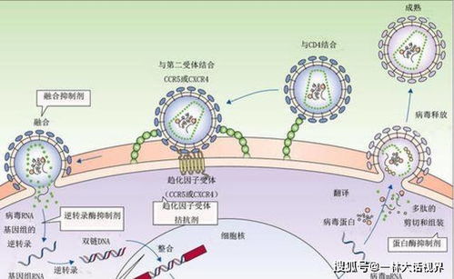 冠状病毒能被消灭吗 人类与病毒的战争,最终鹿死谁手