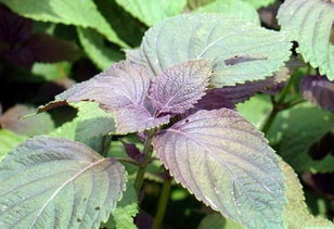 紫苏会结籽吗,紫苏种得晚还结种子吗？