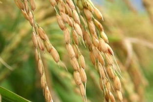 水稻生长周期,水稻生长期？