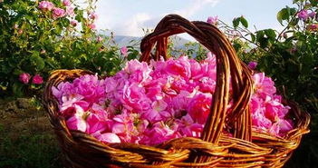 石家庄玫瑰花种植,石家庄，哪里有卖可以种的玫瑰花的。