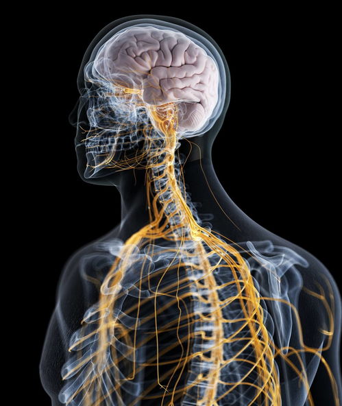 交感和副交感神经属于传出神经（交感和副交感神经属于传出神经系统吗）