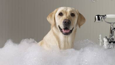 狗多大可以洗澡 幼犬可在打完疫苗后1 2个星期