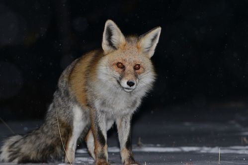 赤狐说 明明我才是狐狸精 三江源国家公园野生动物百科 小地球旅行原创